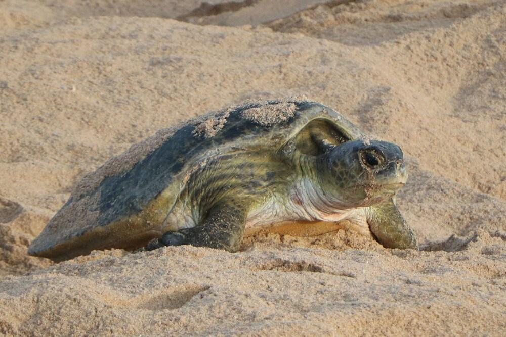 Ras Al Jinz Turtle Reserve Al Hadd Extérieur photo